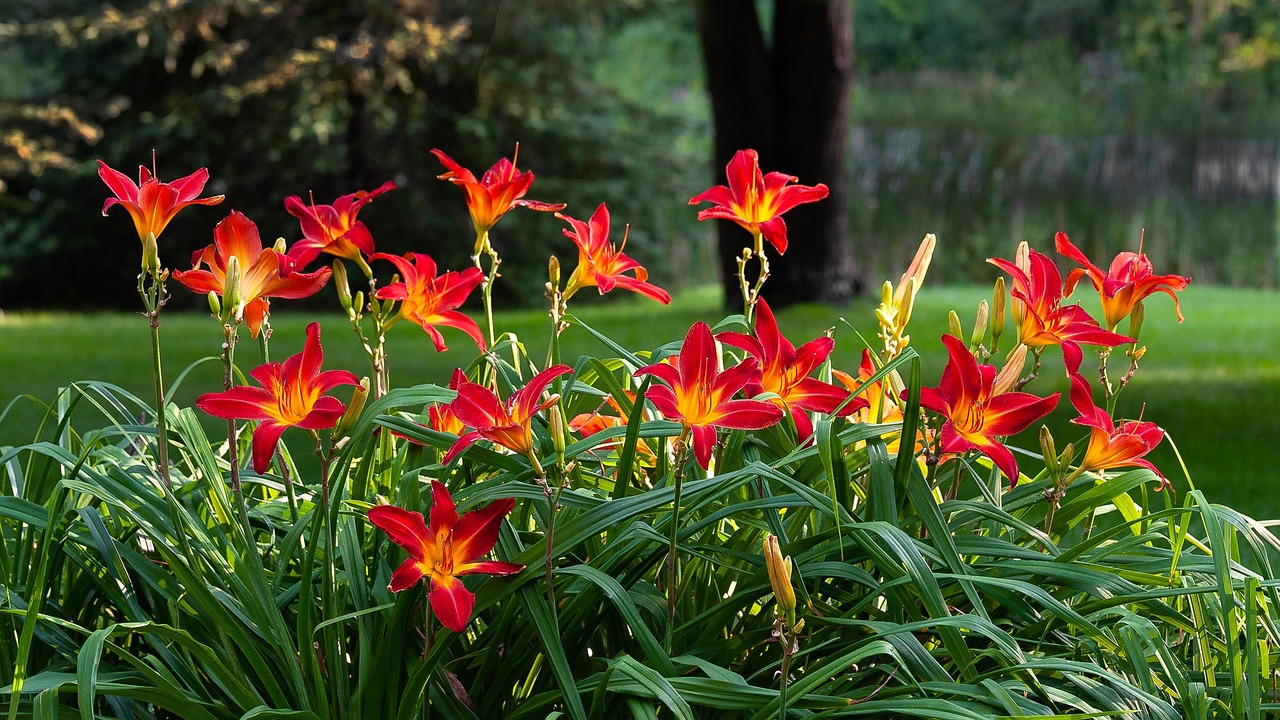 Several red and gold Daylilies in a park.