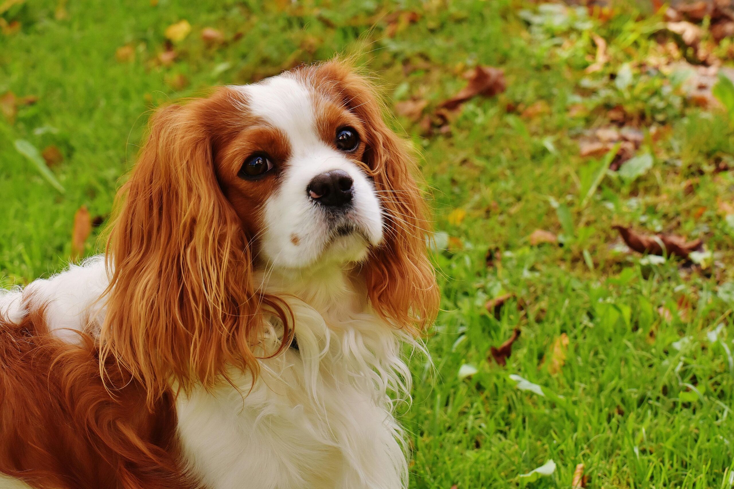 A photo of a King Charles Cavalier Spaniel outside on the grass.
